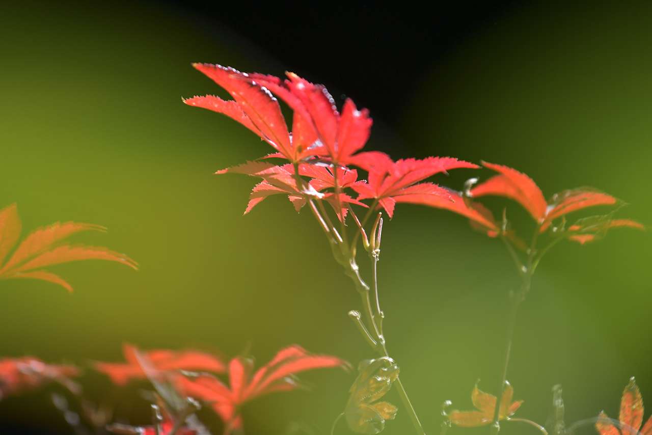 天平山楓葉紅了