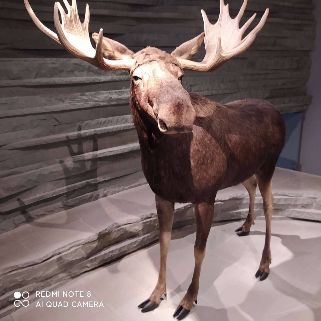 上几张在上海自然博物馆随拍的动物标本