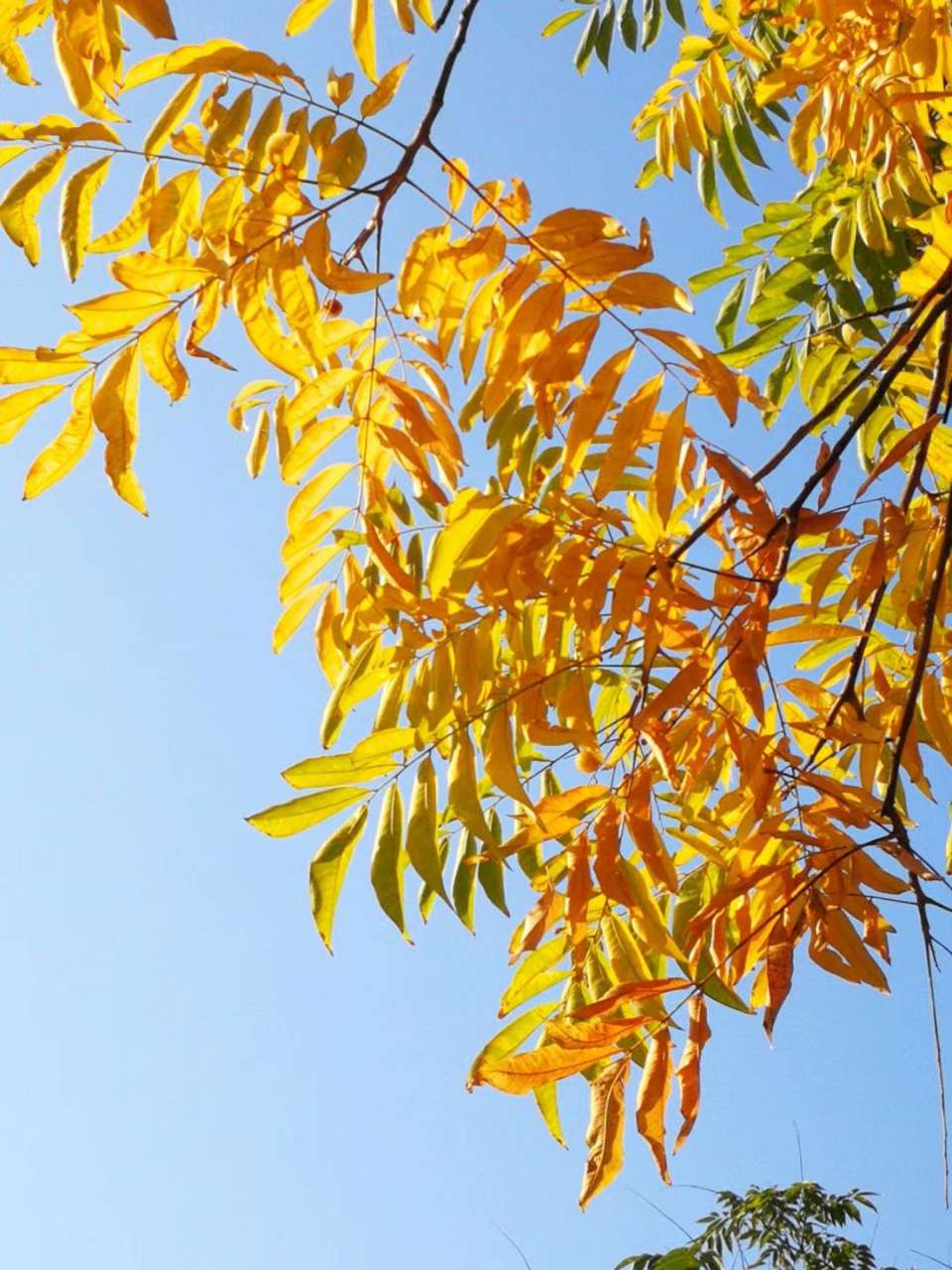 无患子的金色可与银杏叶媲美