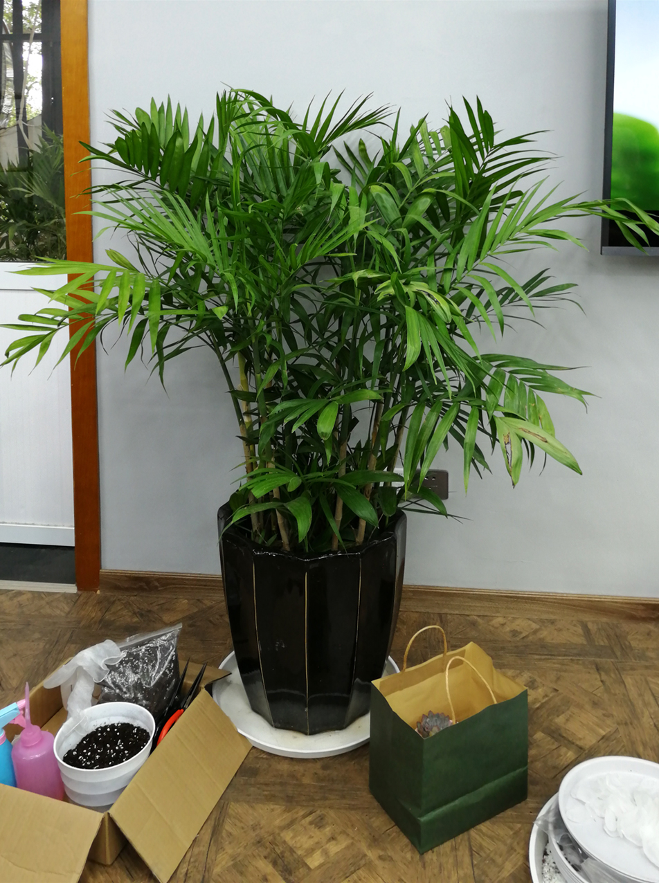 东太湖论坛线下活动绿植冬季养护