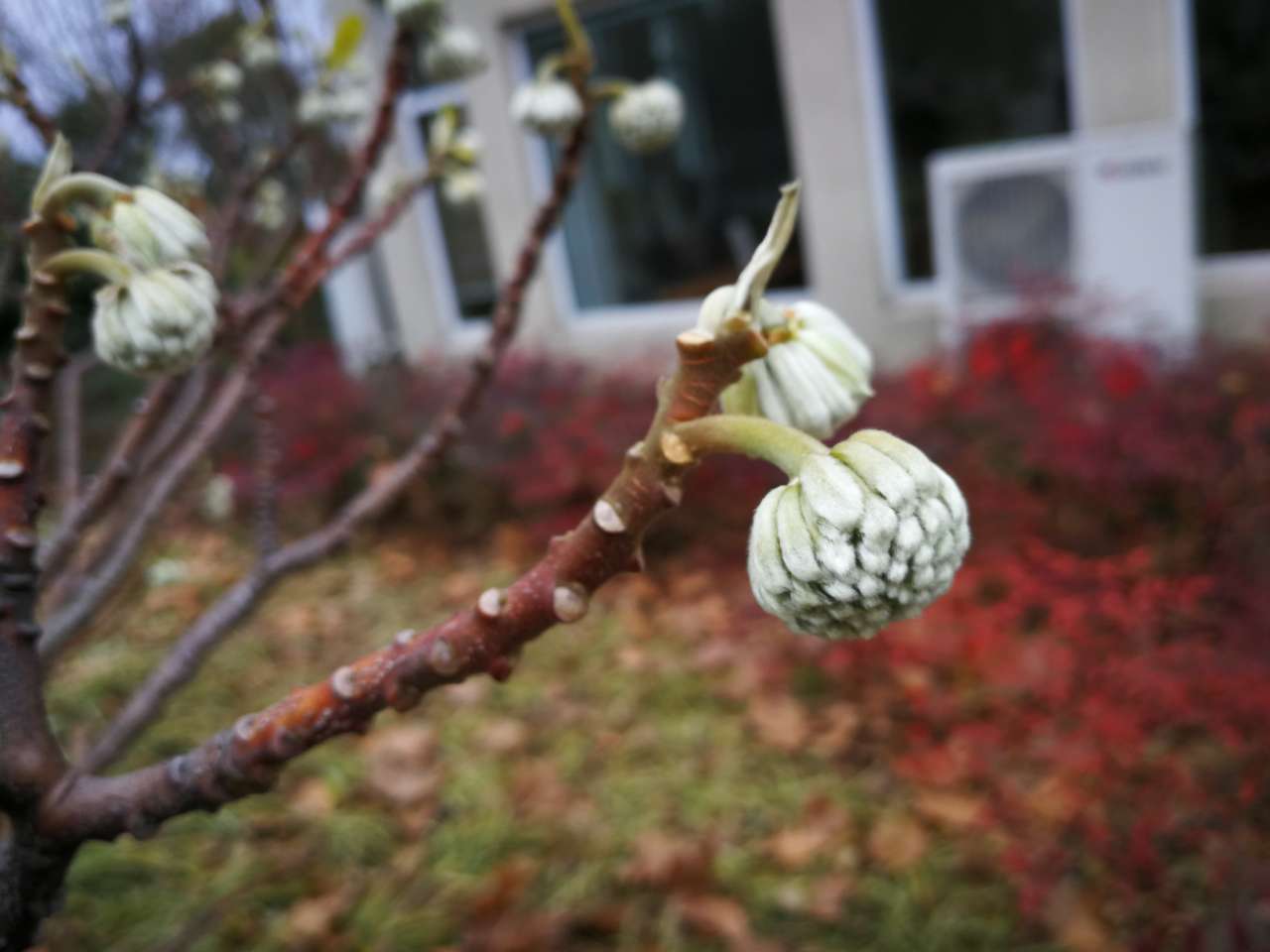 冬日里的结香花