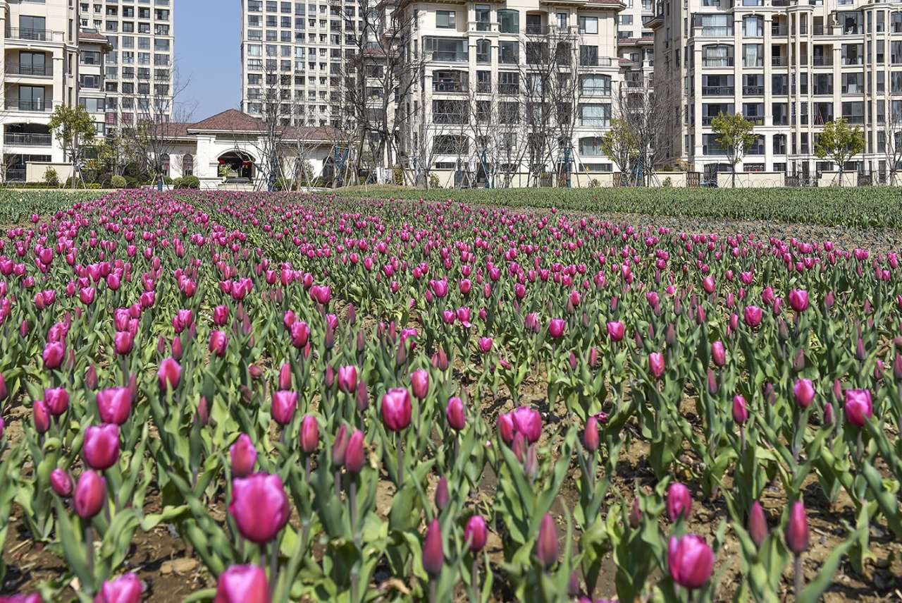 明珠城新湖广场郁金香盛开了