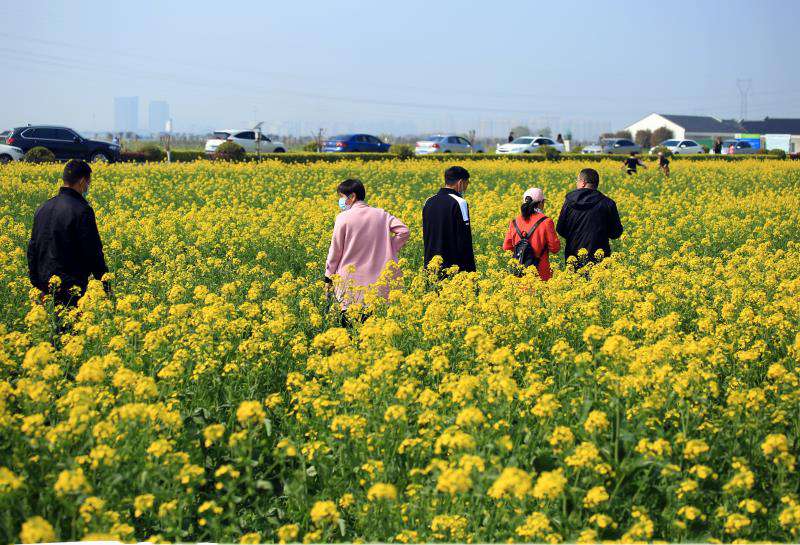 去北联赏油菜花