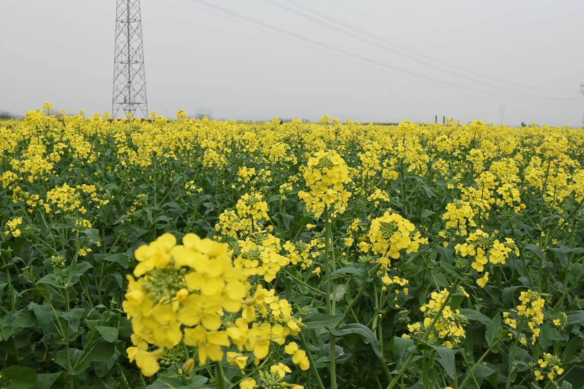 欣賞同裡洋溢港2021年度油菜花所見