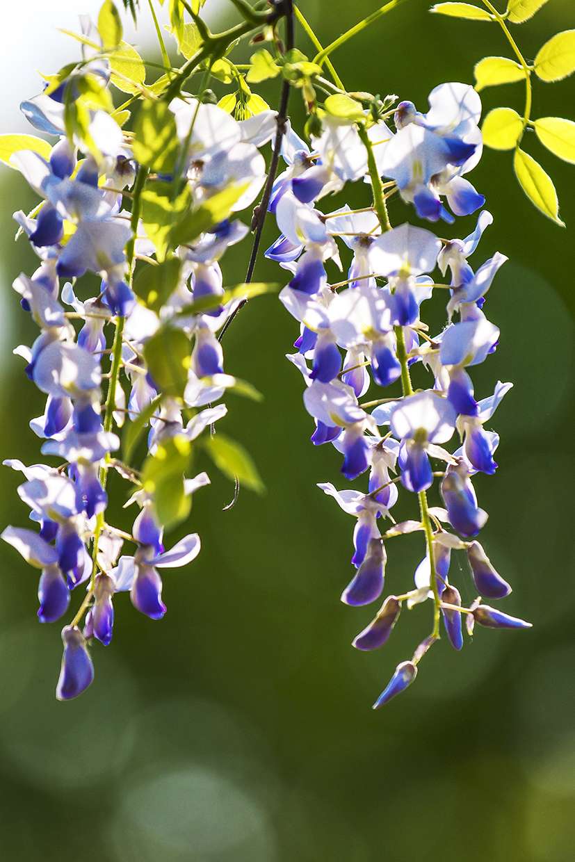 紫滕花开美如画