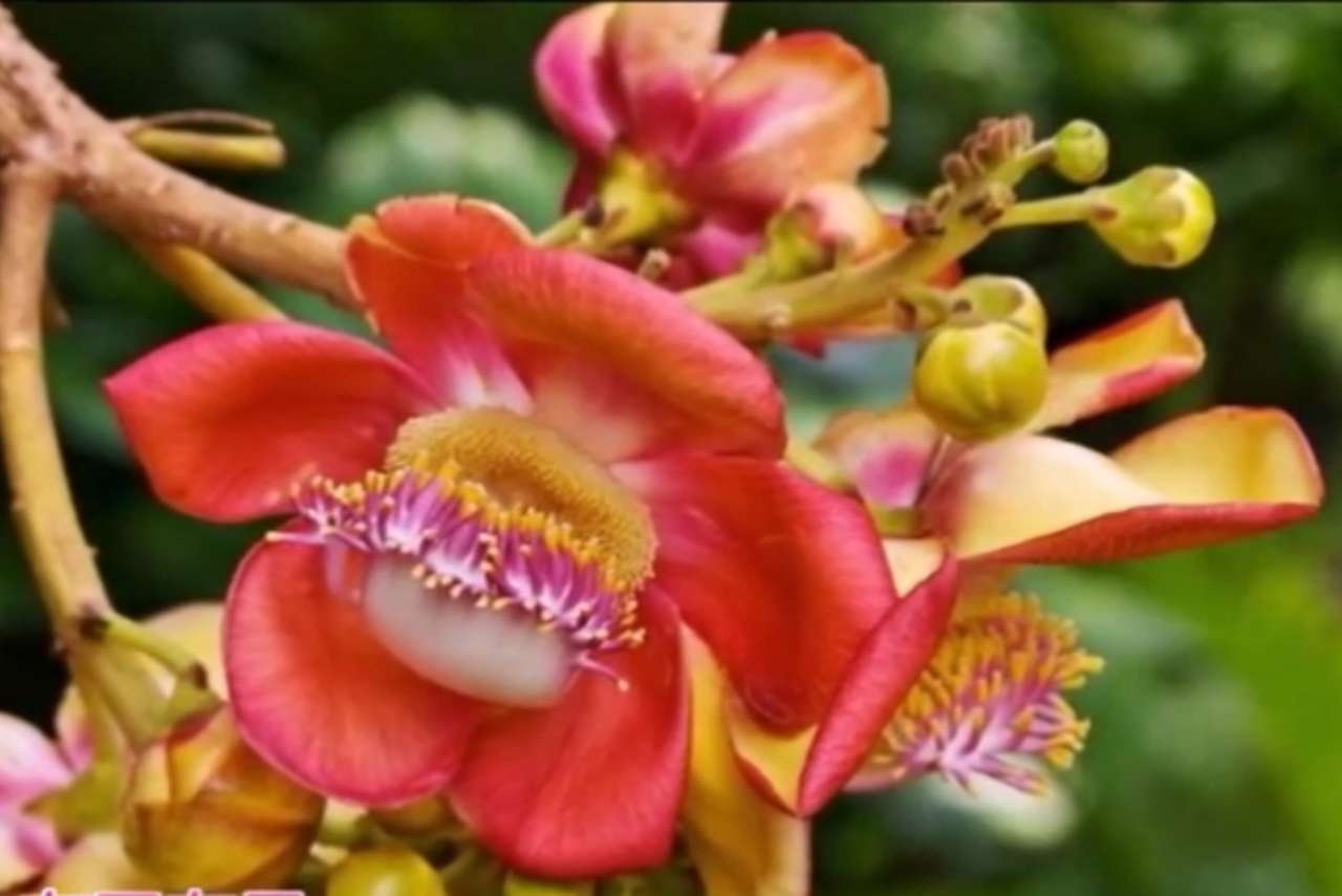 菩提树开的花