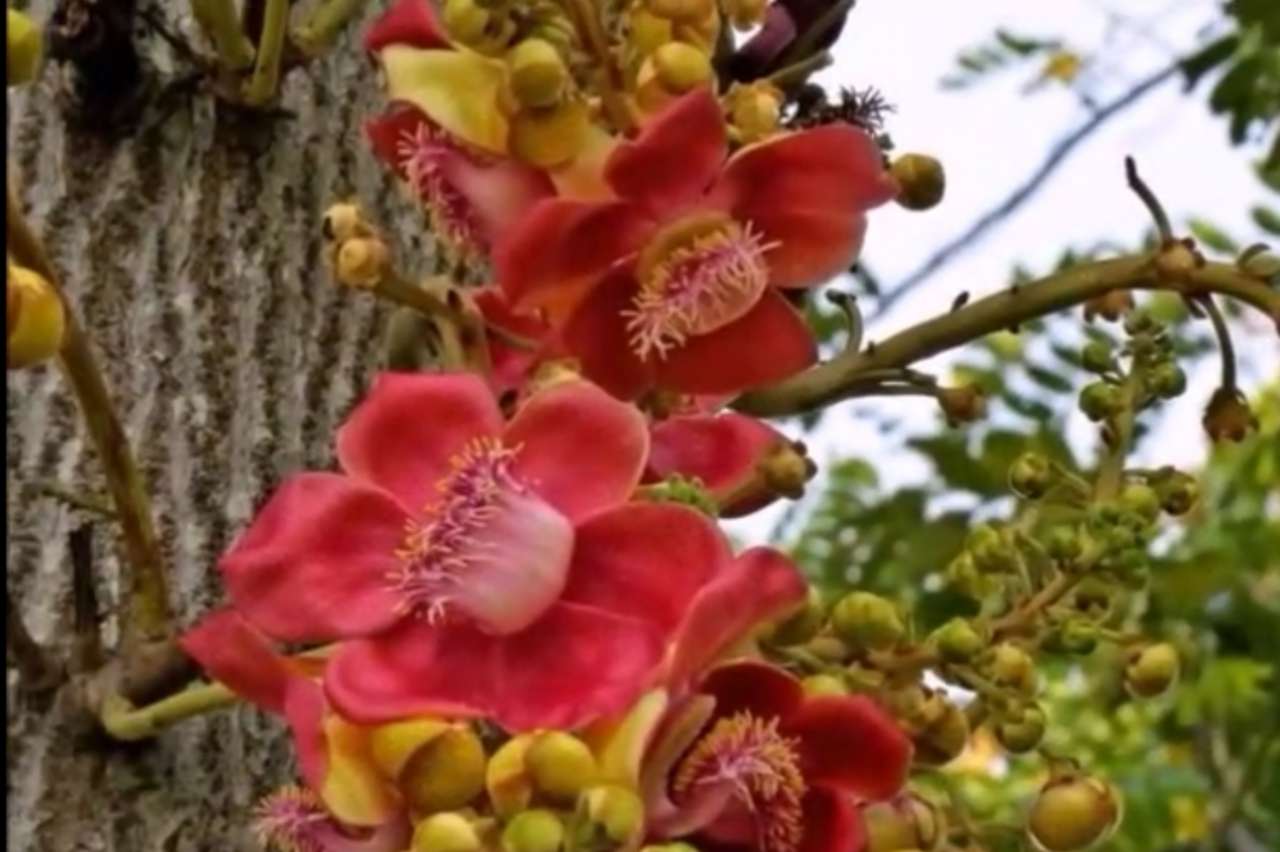 菩提树开的花