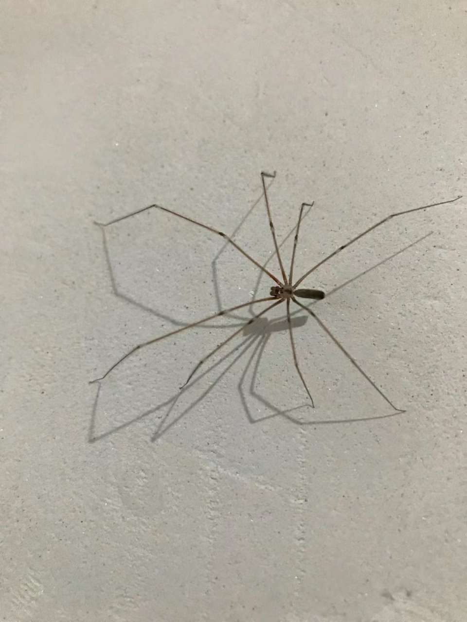 这只蜘蛛是什么品种