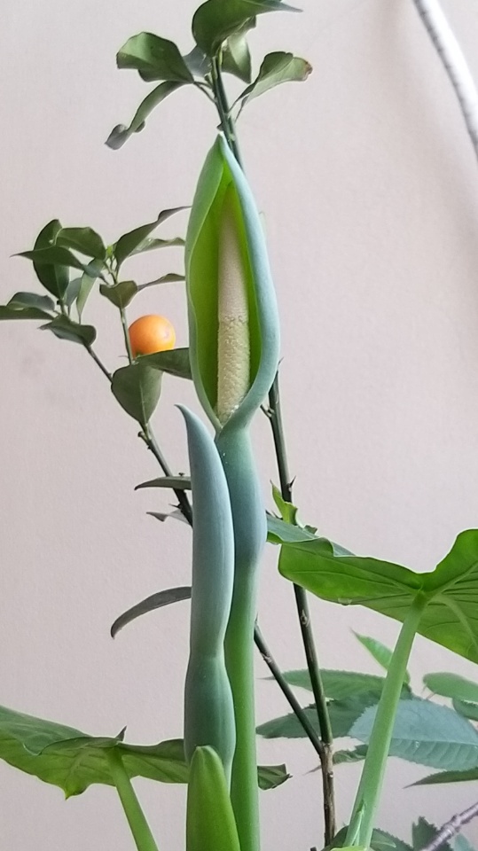 滴水观音开花了