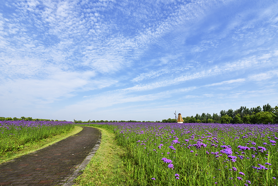 胜地公园马鞭草盛开景色