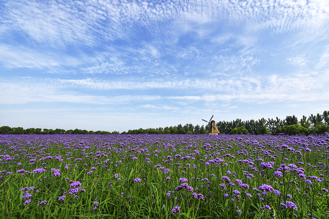 胜地公园马鞭草盛开景色