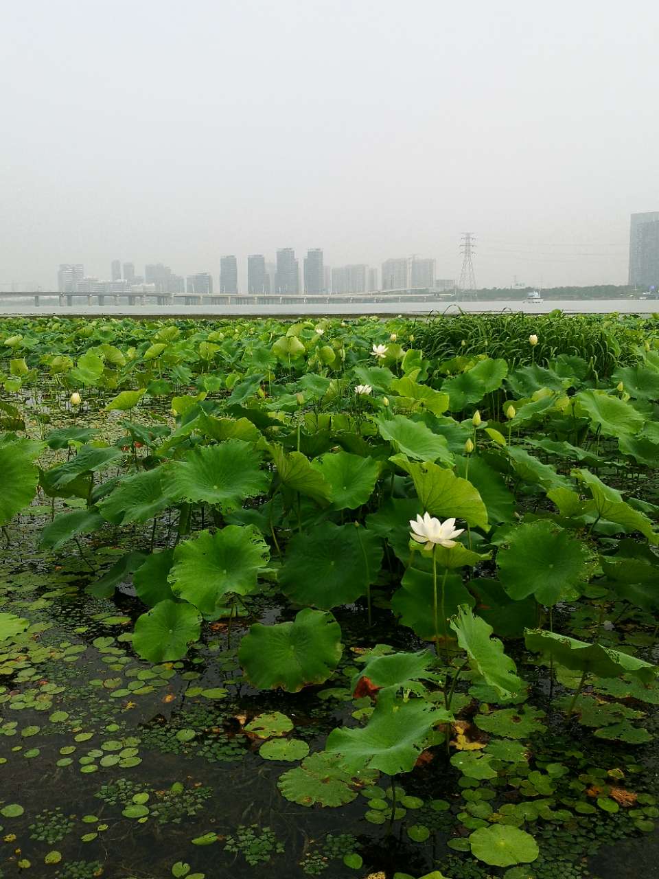 萬公堤太湖梢荷花悄然綻放