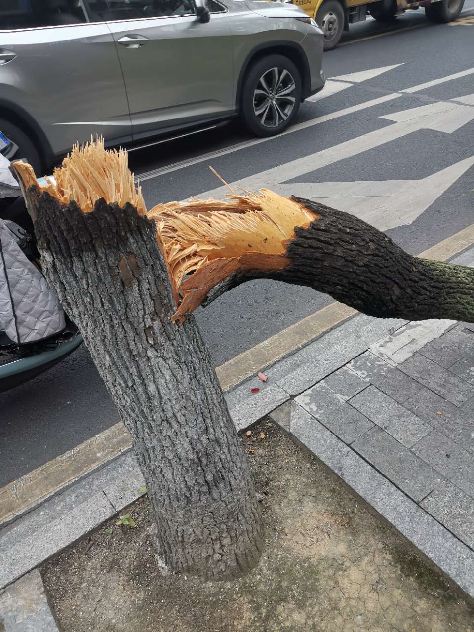 香樟樹斷了