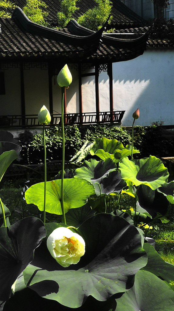 拙政园赏荷