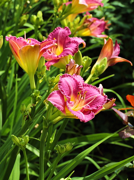 萱草系例13少见的白萱草和豆沙色萱草花