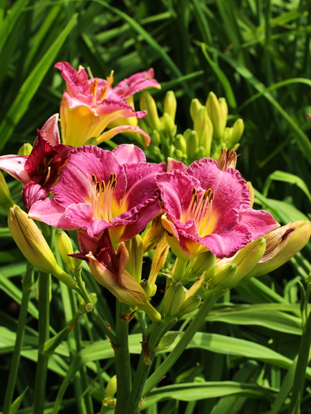 萱草系例13少见的白萱草和豆沙色萱草花