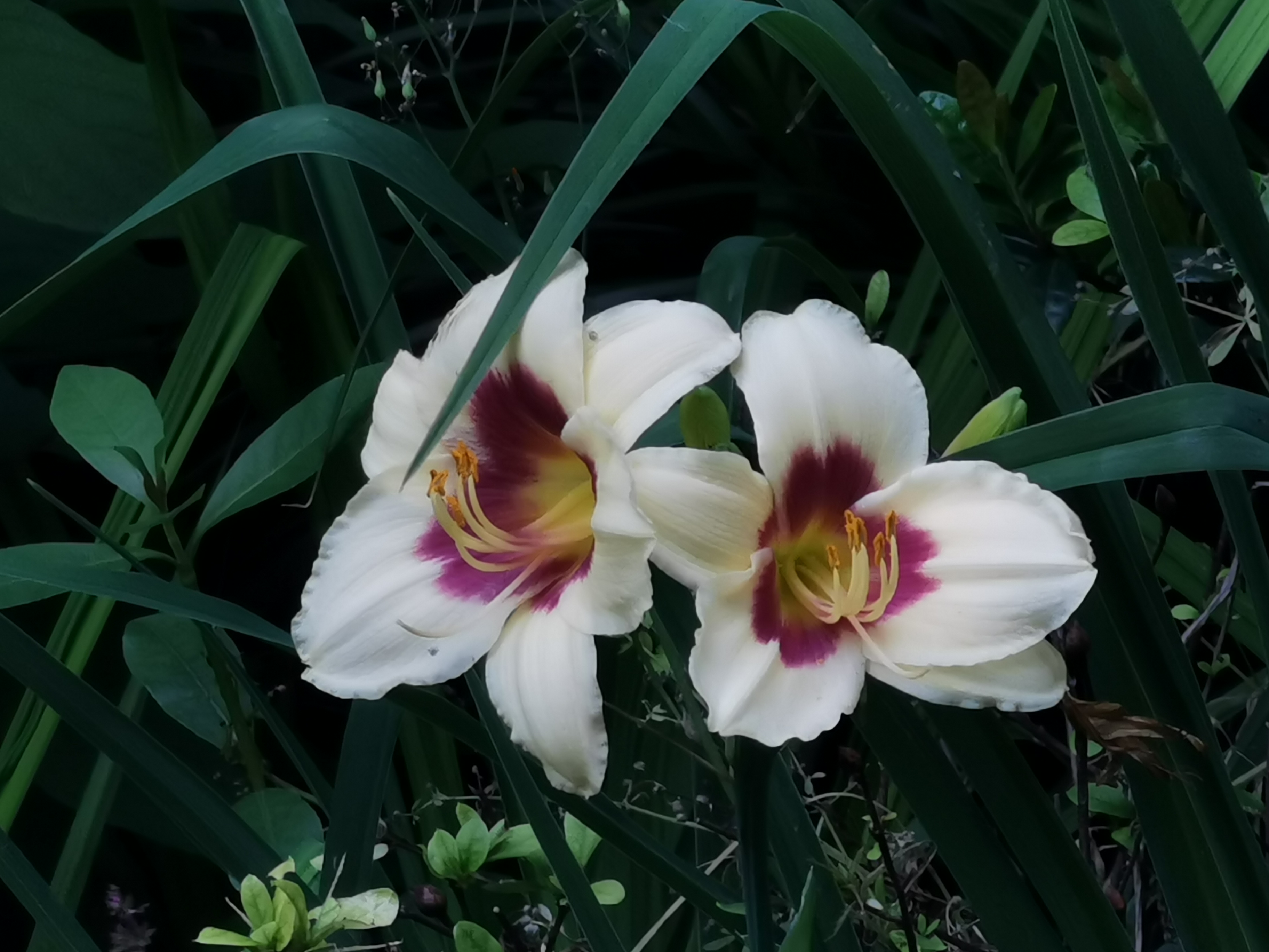 萱草系例13少见的白萱草和豆沙色萱草花