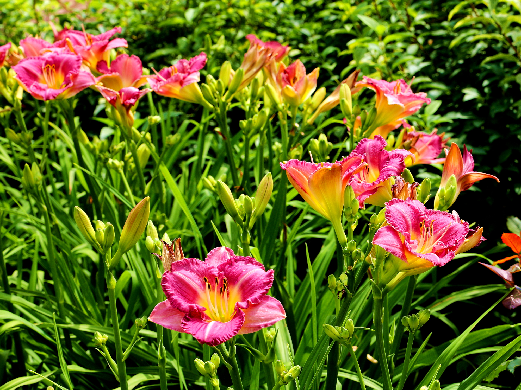 萱草系例13少见的白萱草和豆沙色萱草花