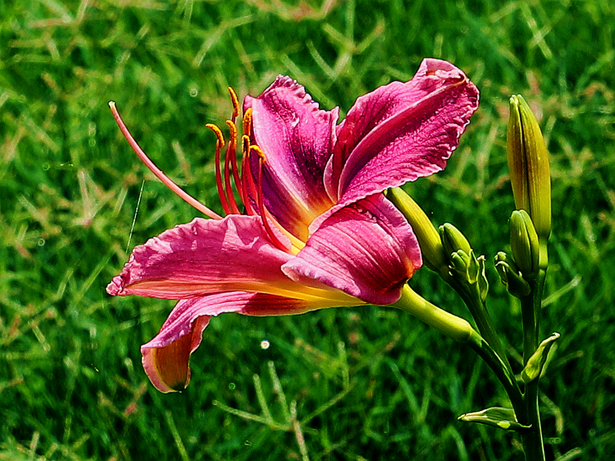 萱草系例13少见的白萱草和豆沙色萱草花