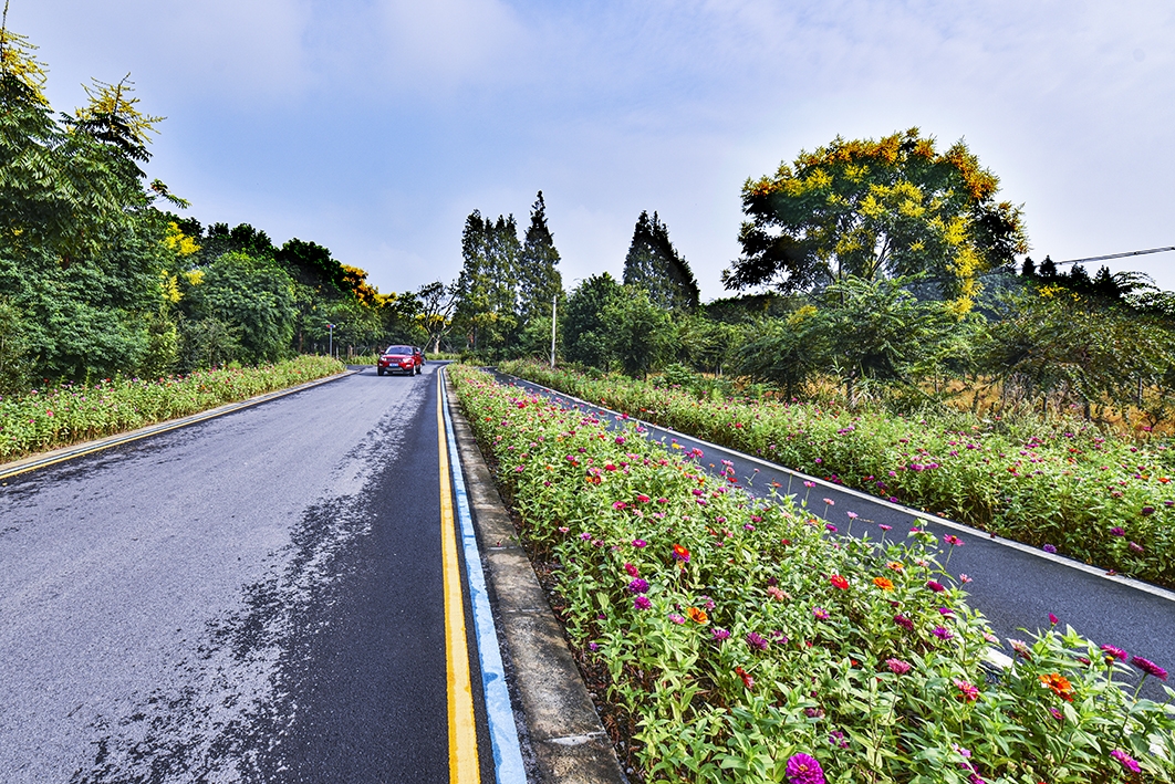 农村路上景色美
