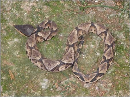 这是什么蛇本地养蟹池发现