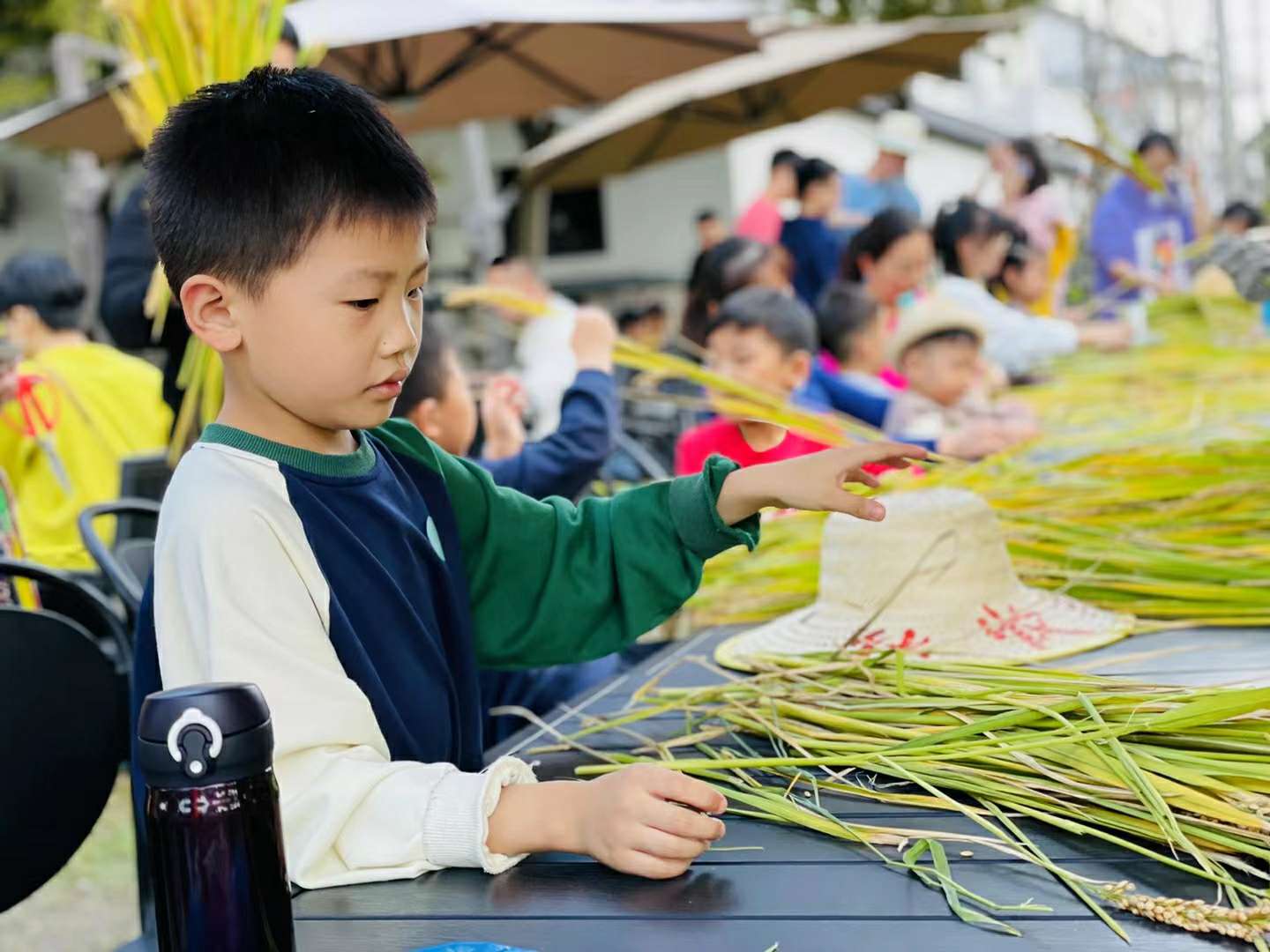 震泽苏小花田间