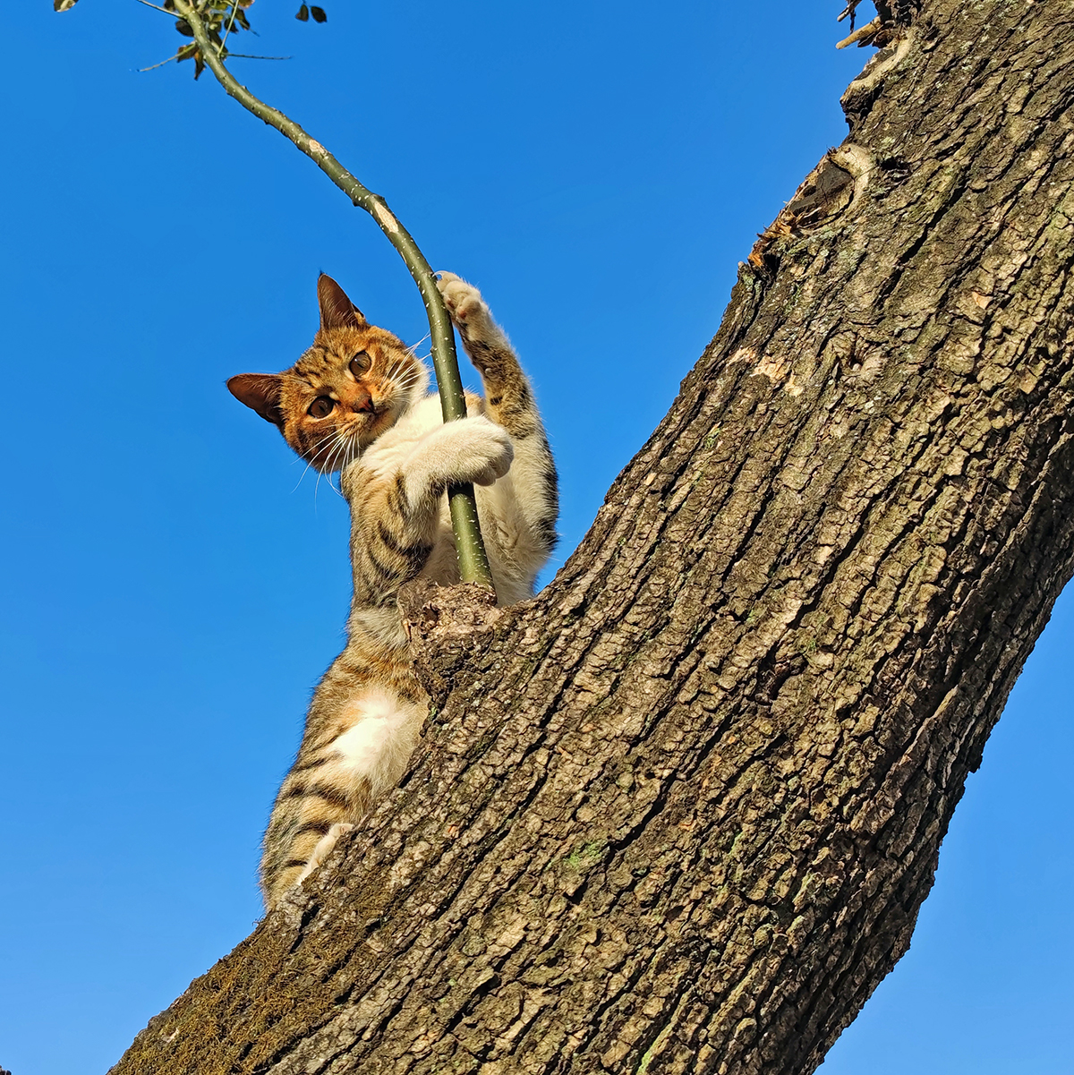 小猫爬上树图片