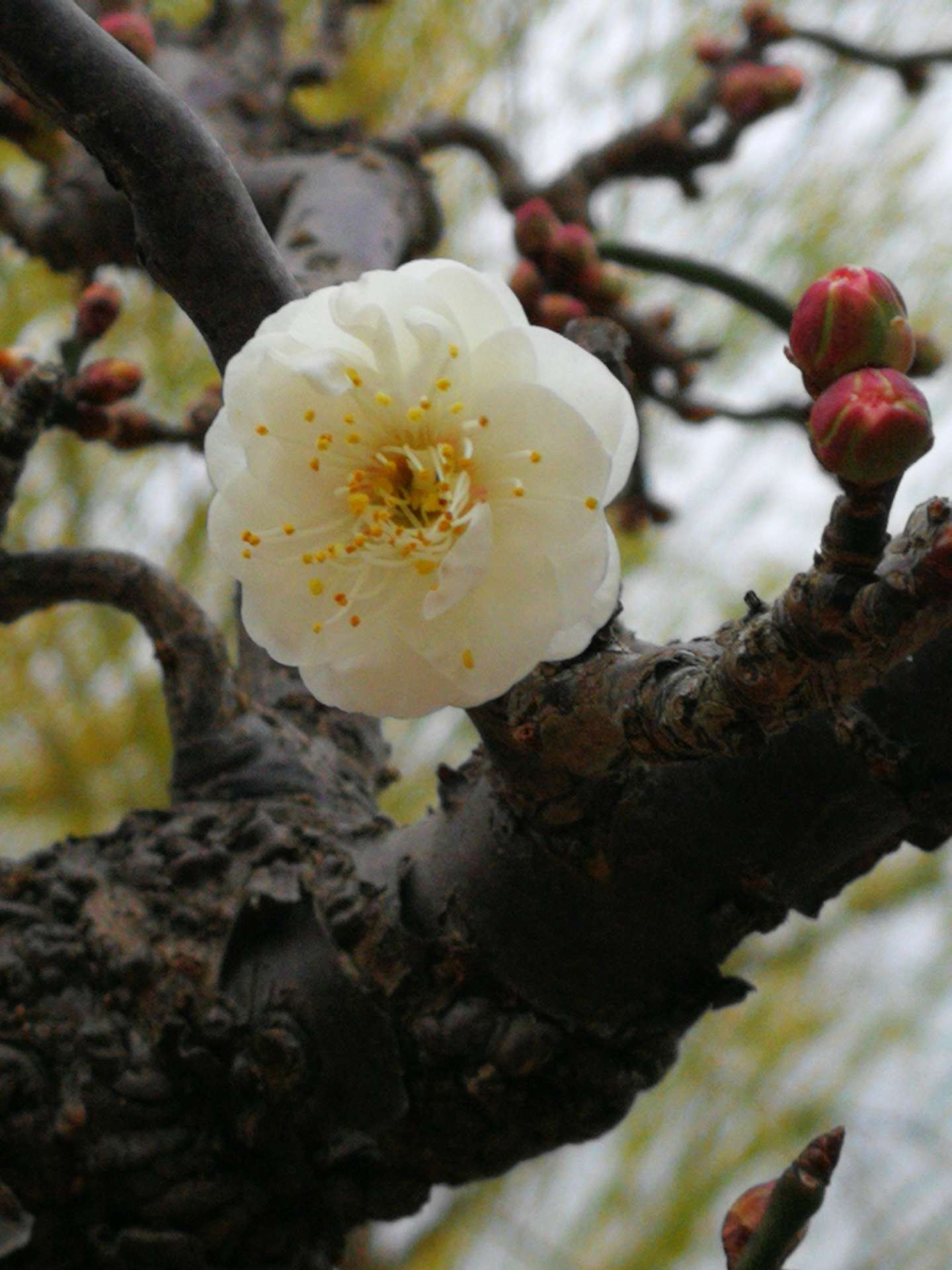 春梅第一梅一一龙游梅