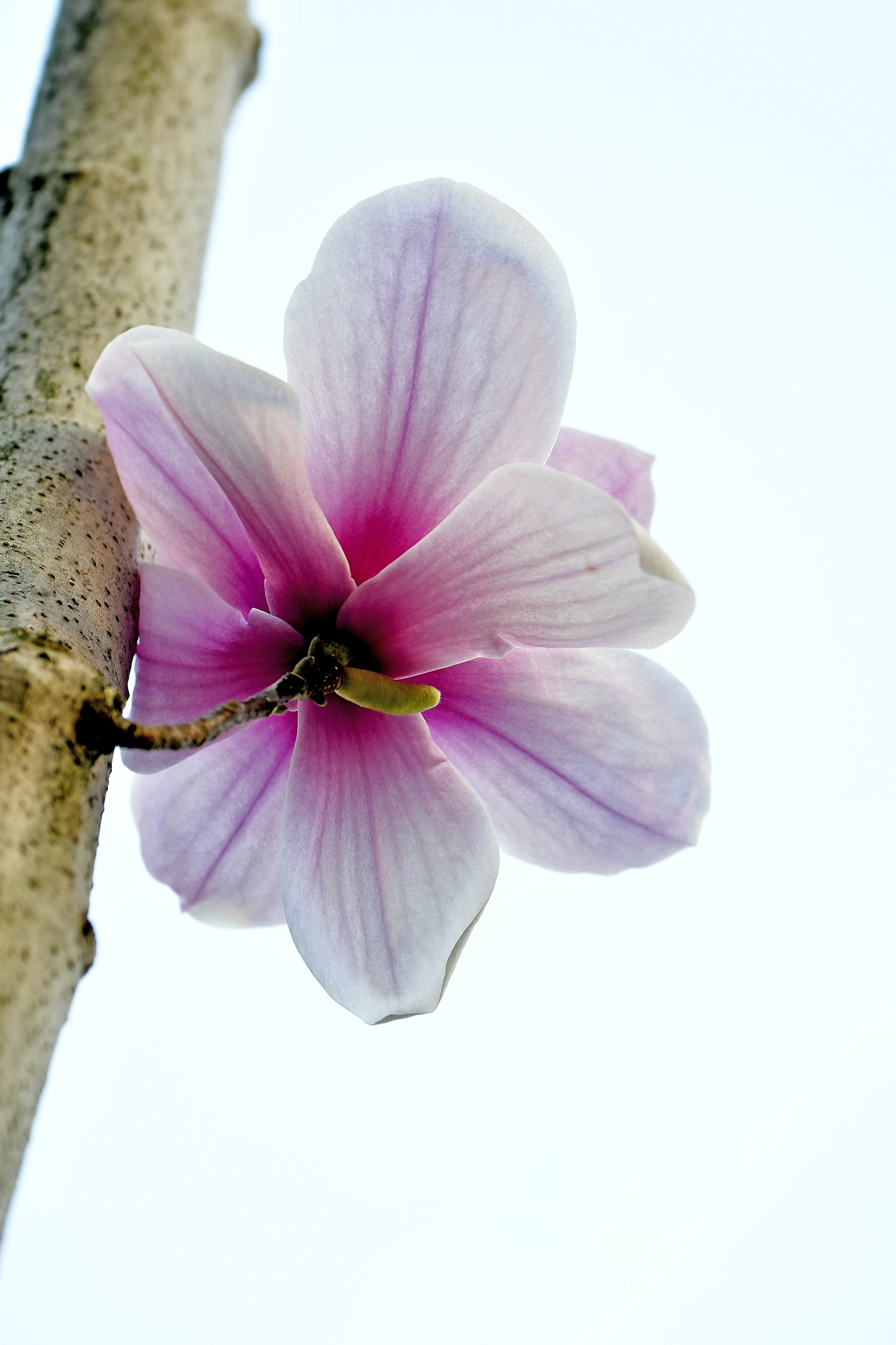 春天来了玉兰花盛开
