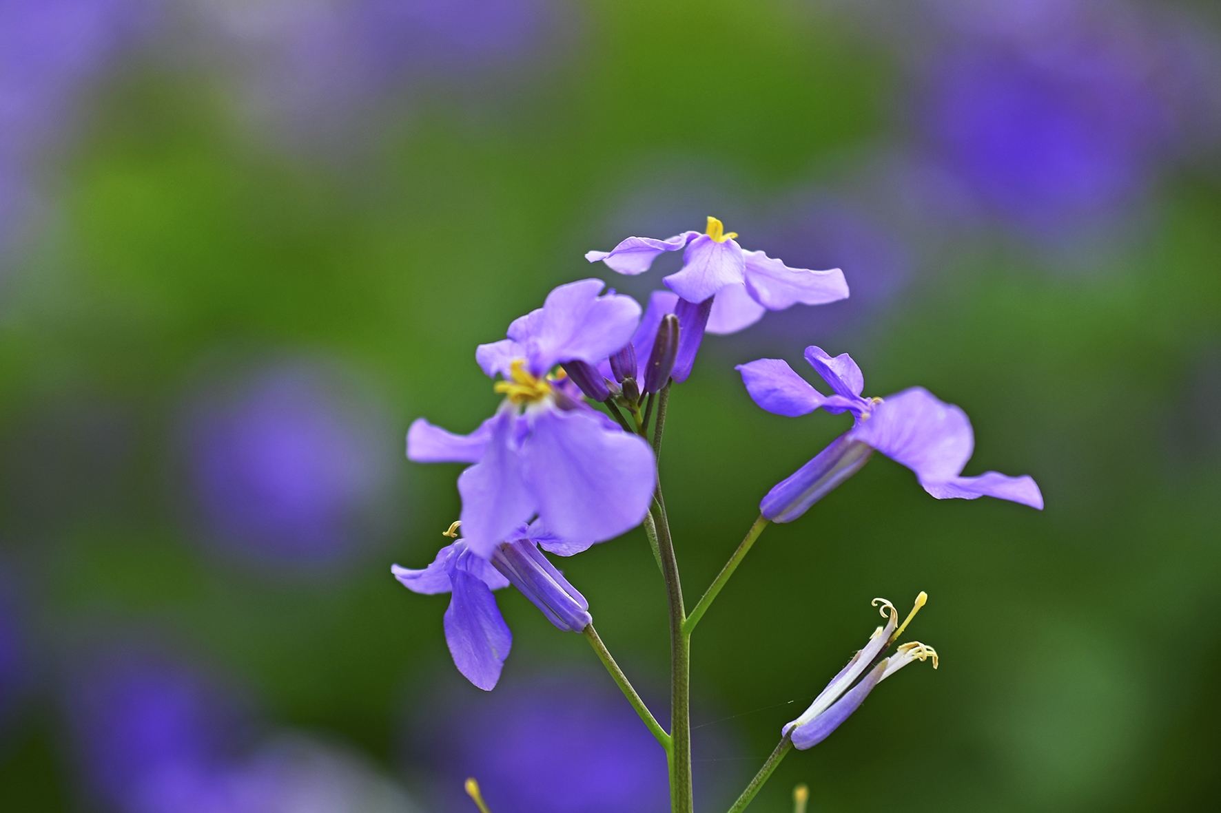 春天里的小花花
