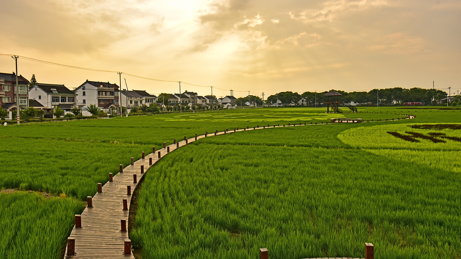 特色田园乡村洋溢港村