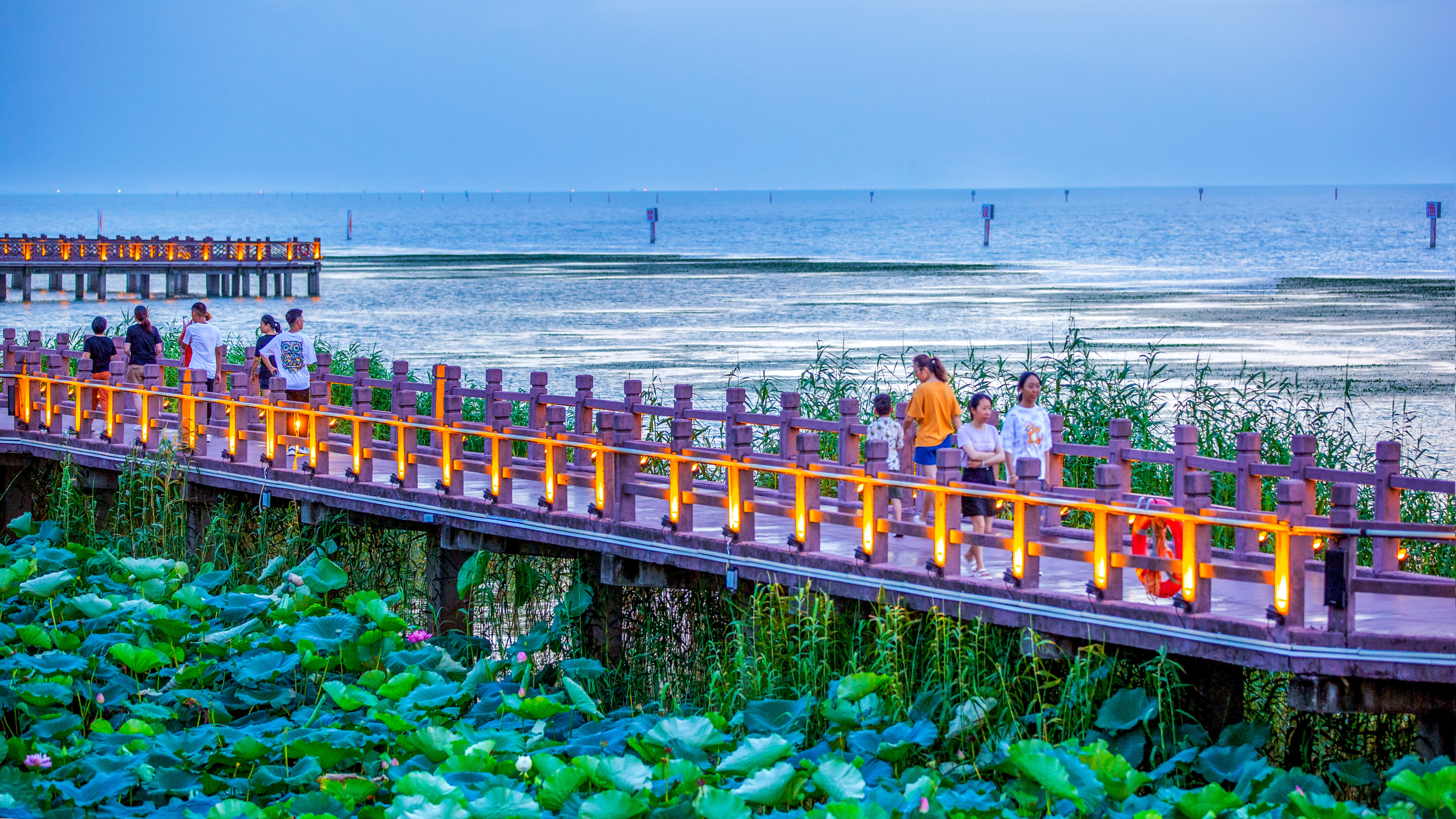 栈道赏荷.jpg