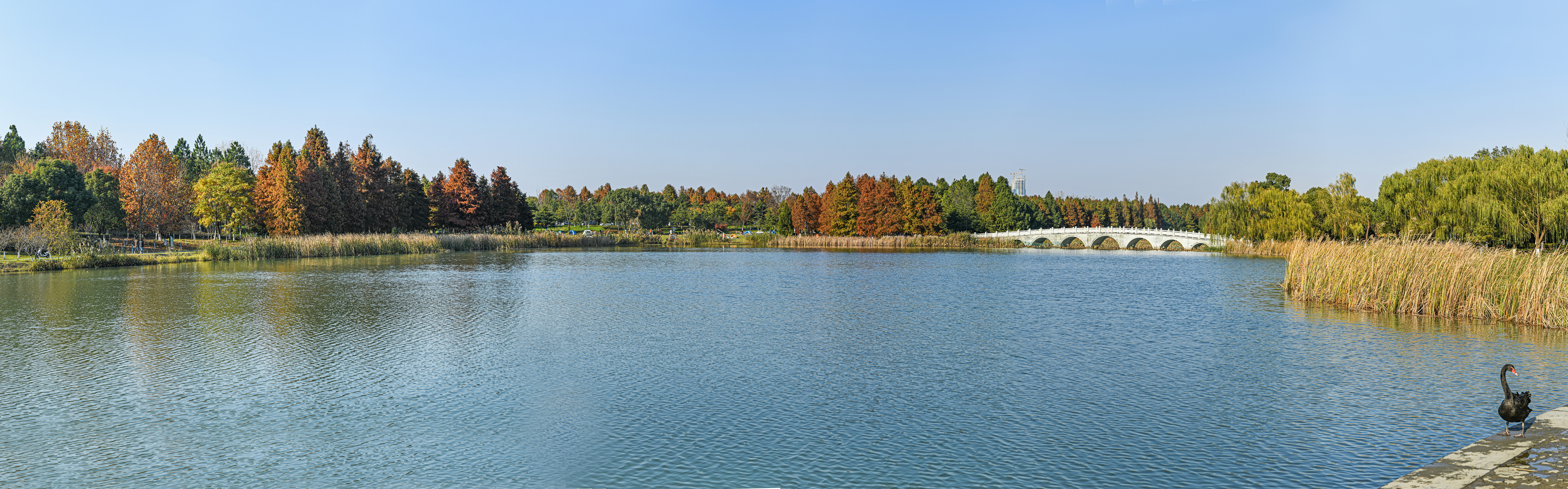 太湖湿地公园秋色.jpg