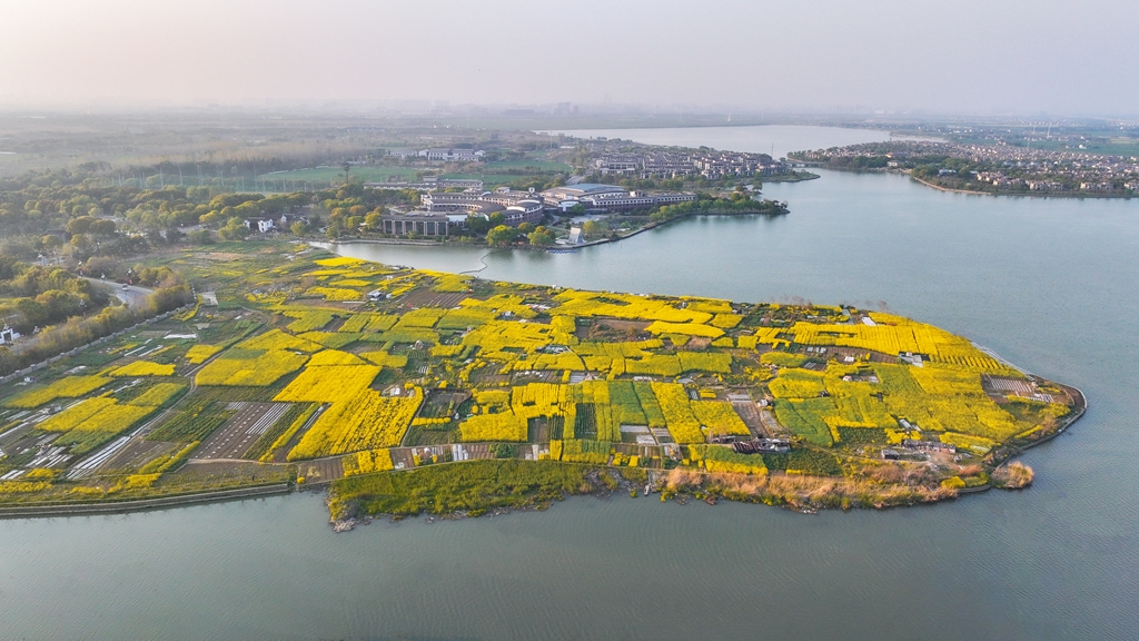 DJI_20250406173734_0278_D---521_副本.jpg