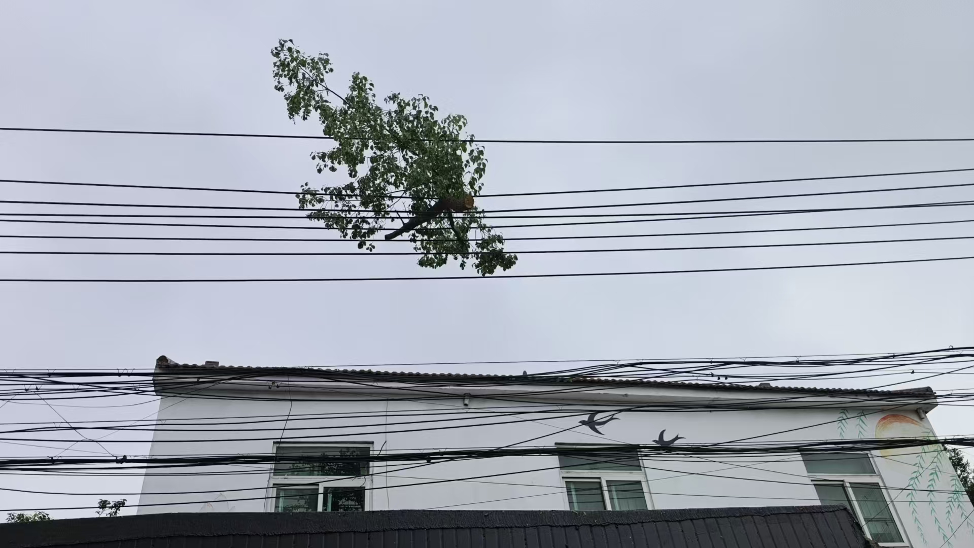树枝.jpg