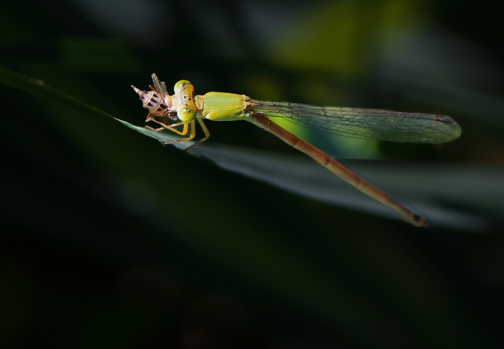 DSC_7243---510_副本.jpg