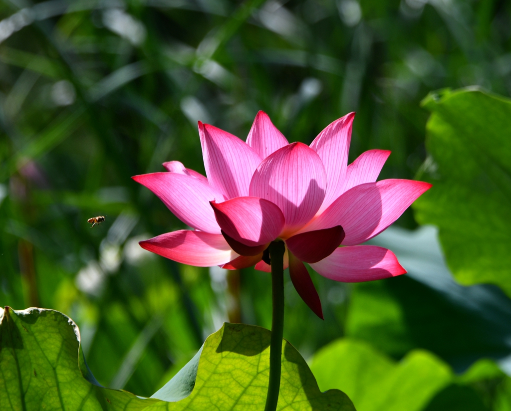 DSC_7167_副本.jpg