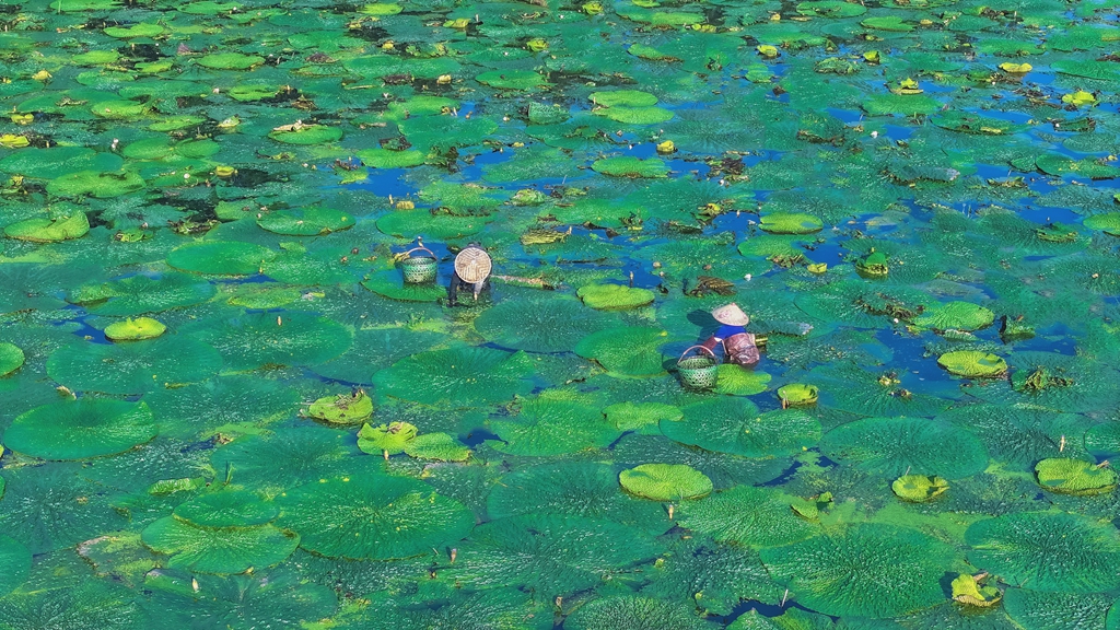 DJI_20250804070729_0698_D0--8_副本.jpg