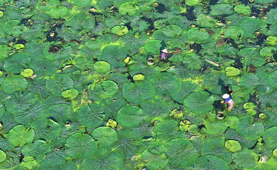 DJI_20250804070857_0701_D--0_副本_副本.jpg