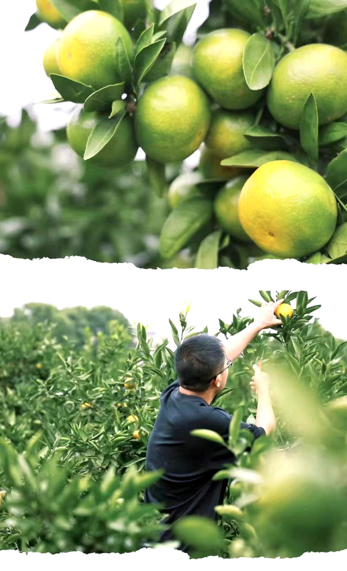 摘橘子.jpg