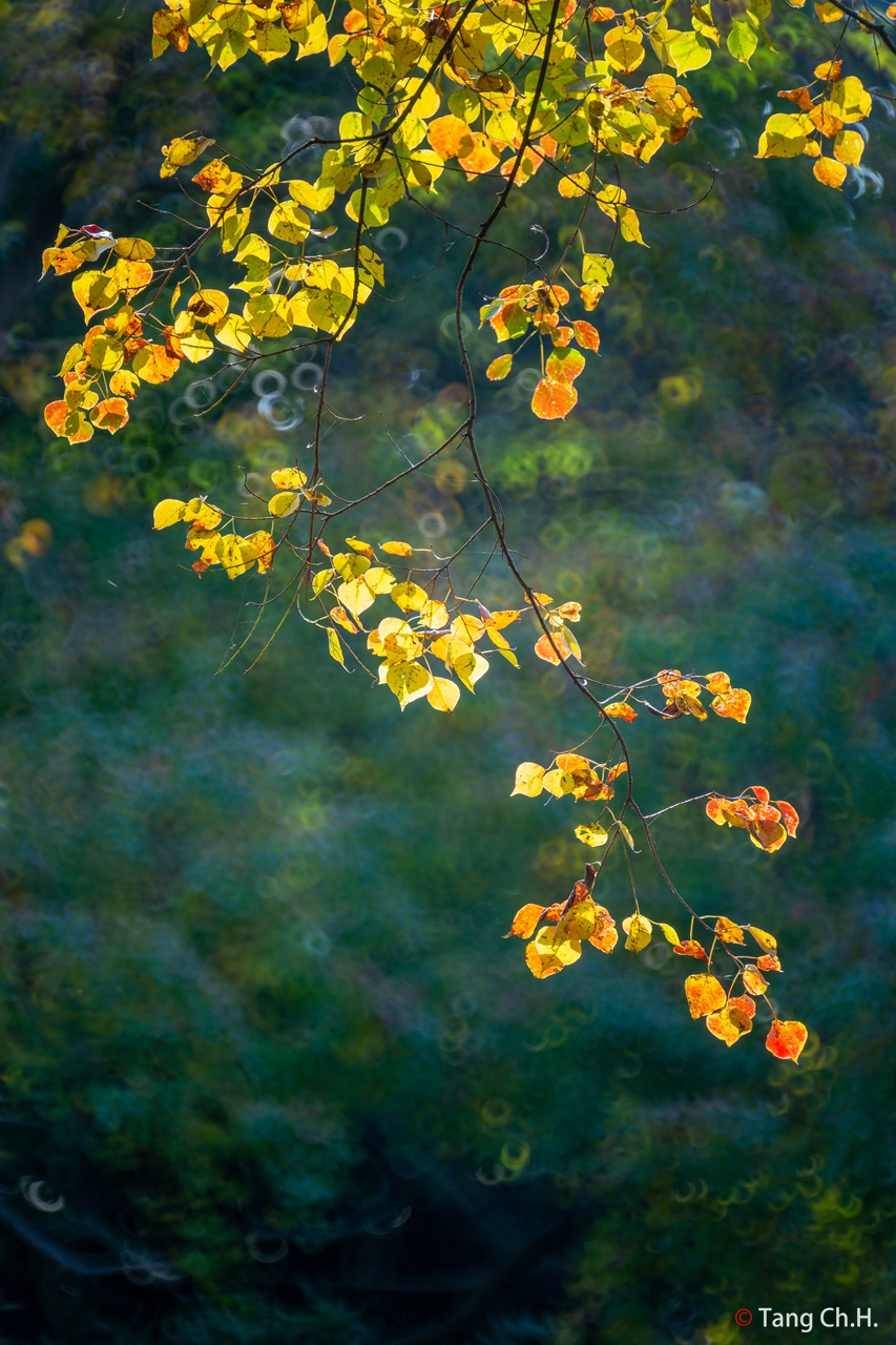 a2-5D3_9953秋叶（腾龙350f5.6折返）.jpg
