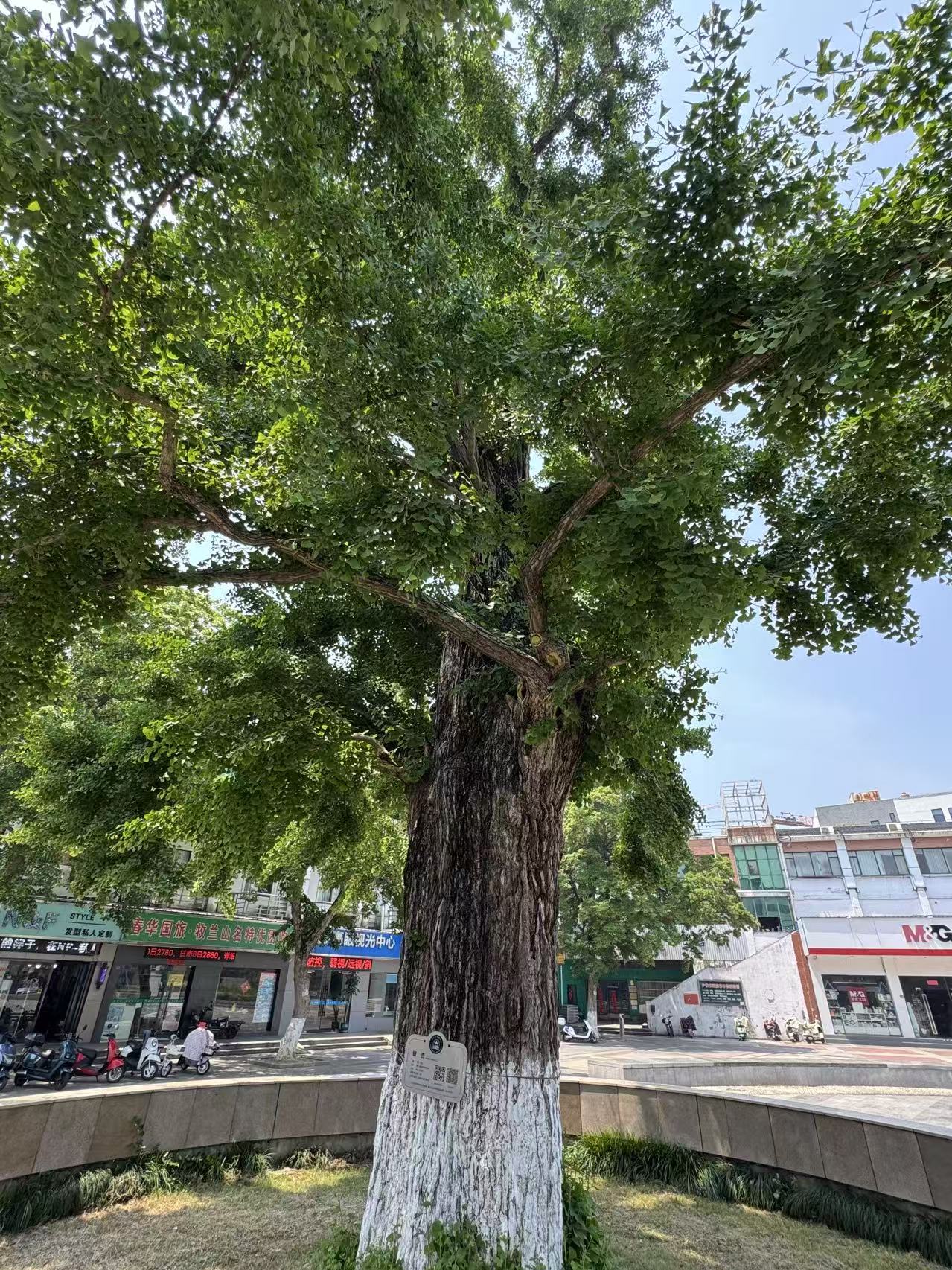银杏3 近景.jpg