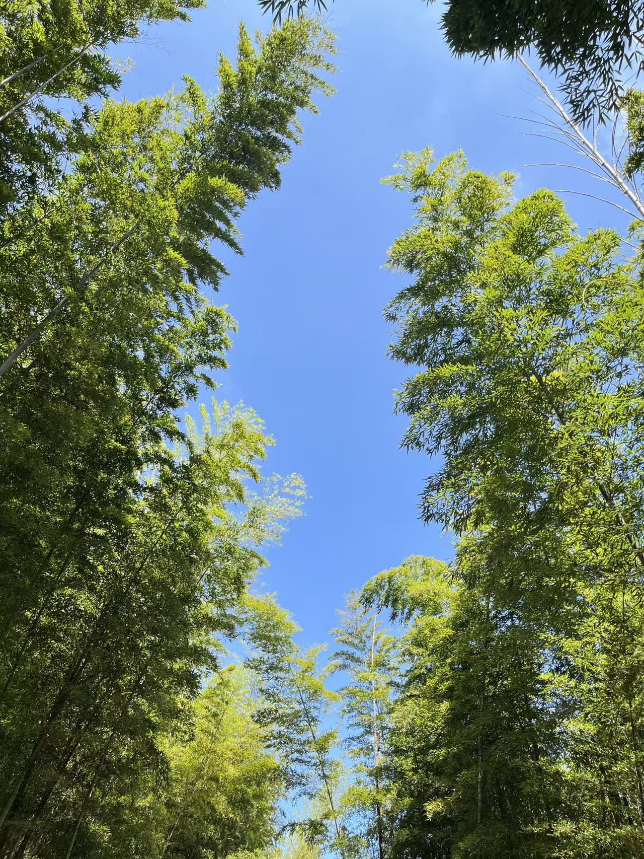 笄山竹海