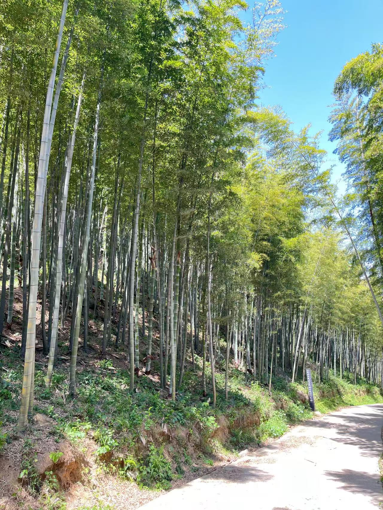 笄山竹海