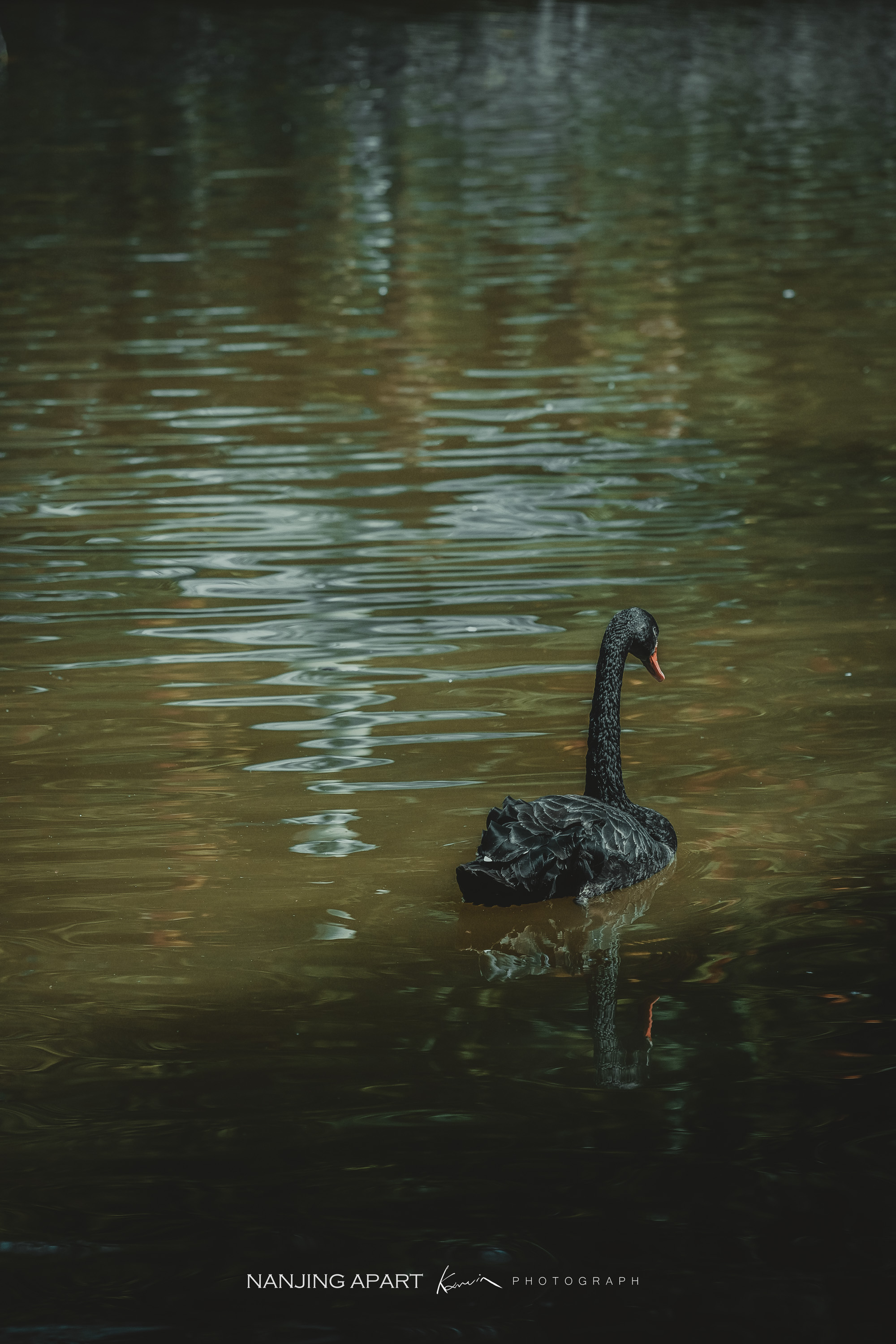 DSC_0391.jpg