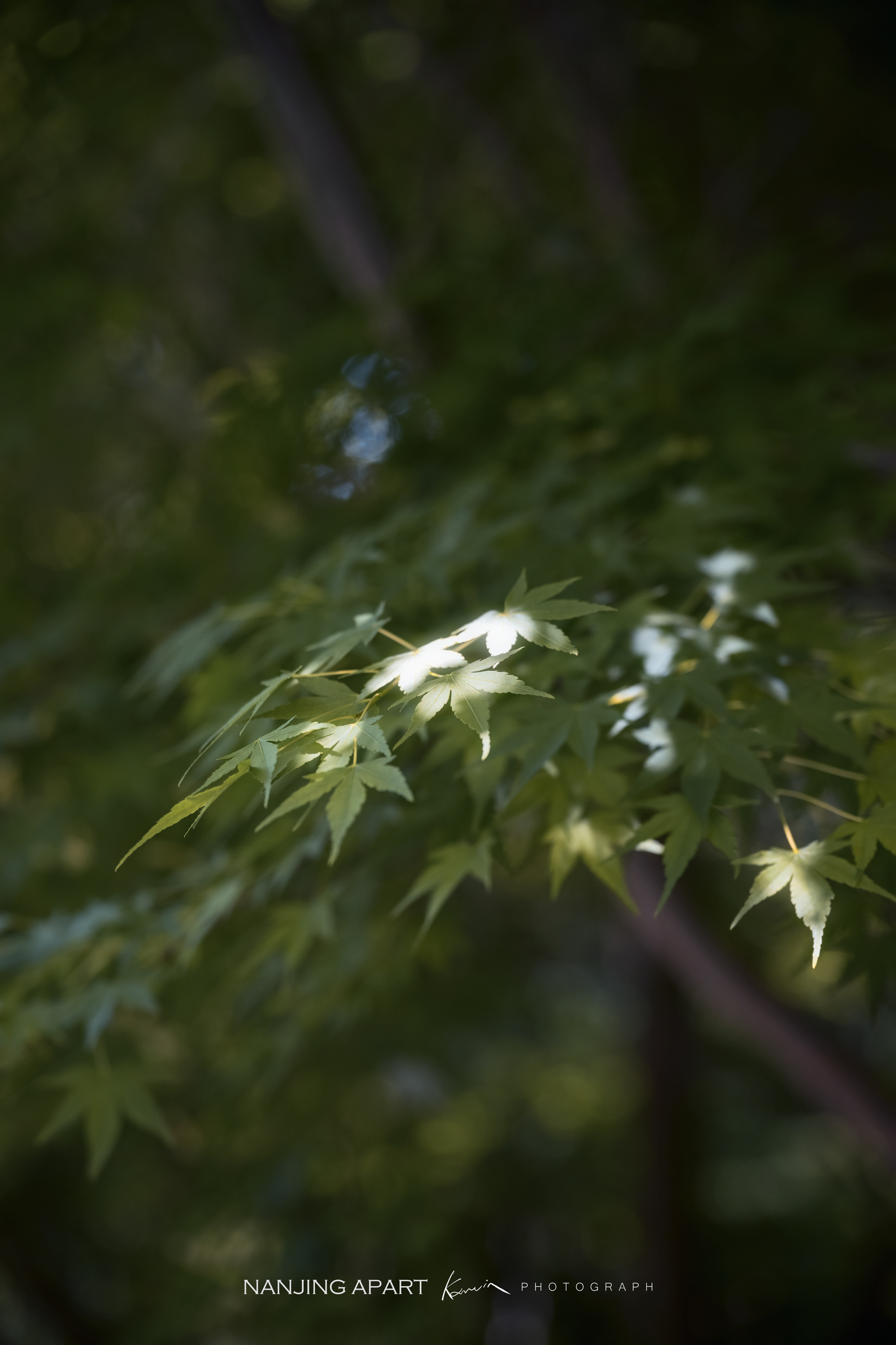 DSC_0412.jpg