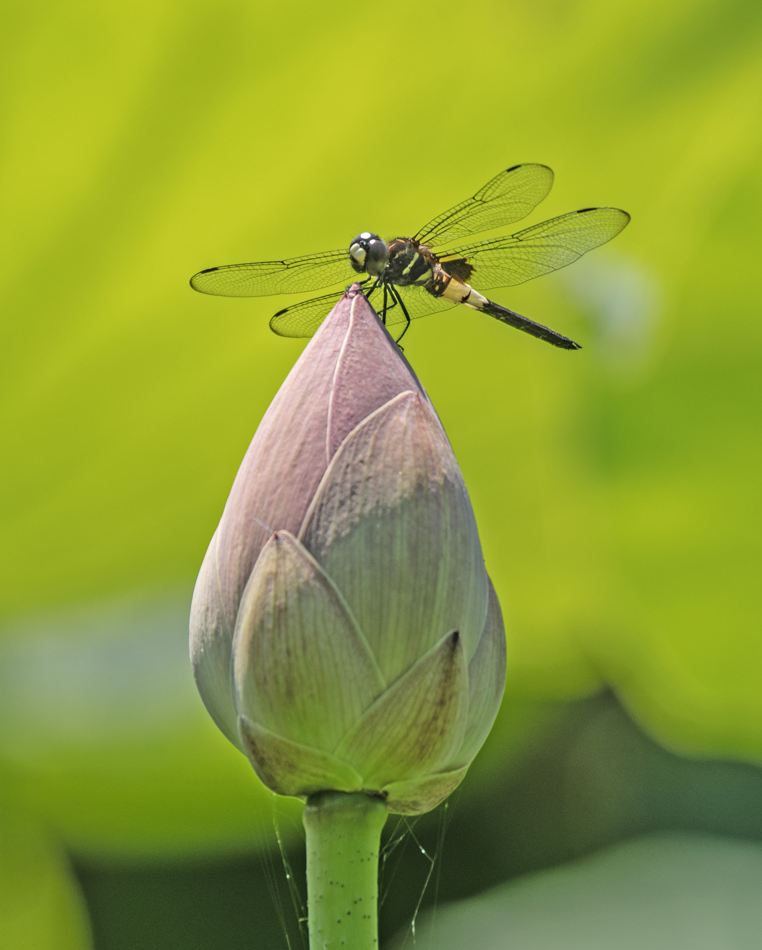 DSC_4214-1.jpg
