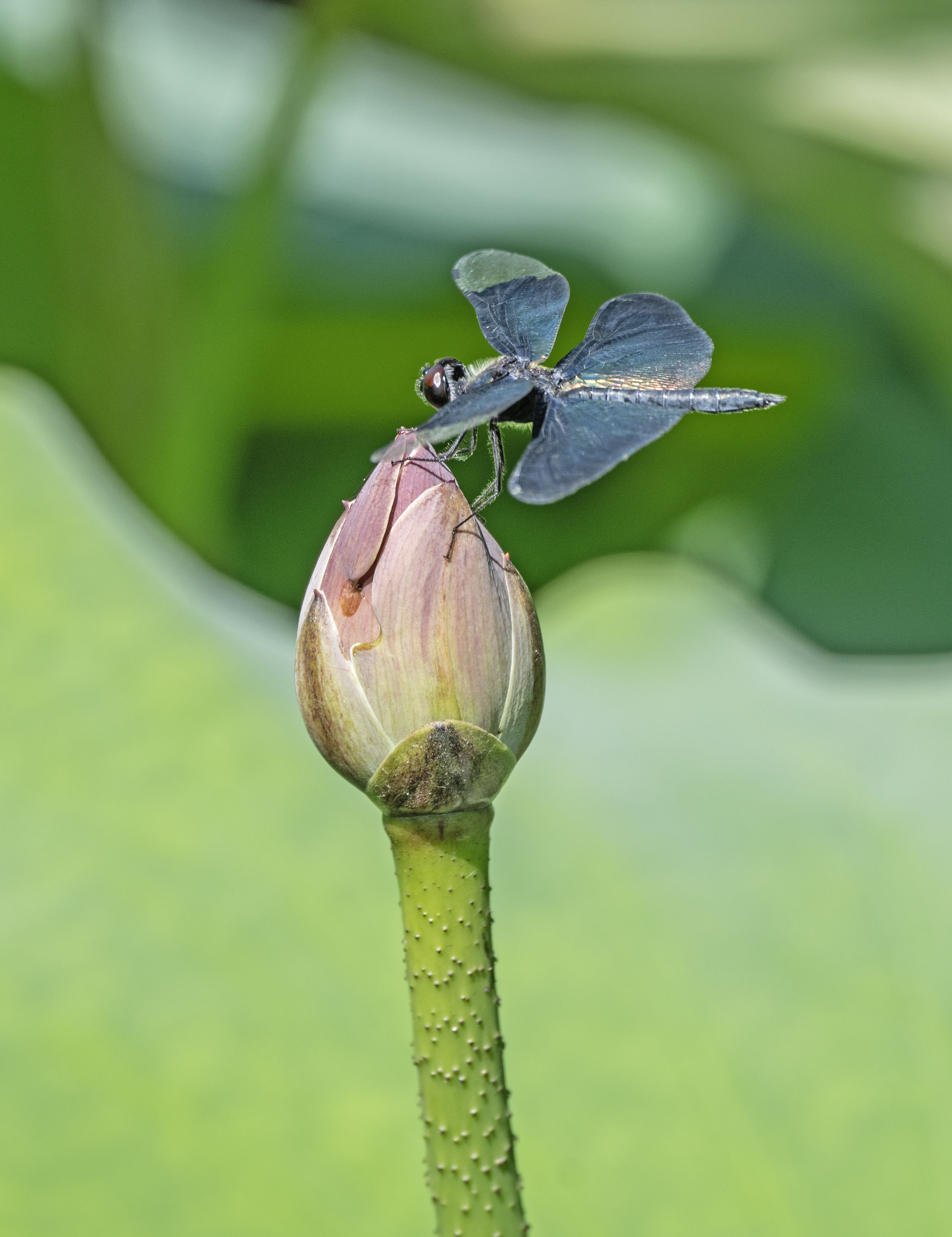 DSC_4232-1.jpg
