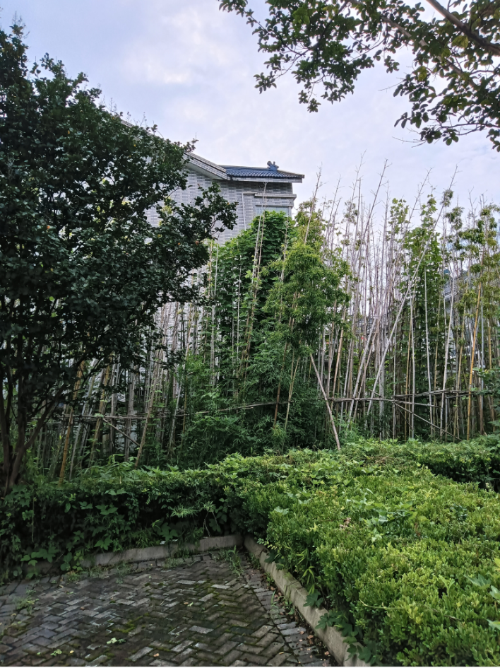 杂草绿藤