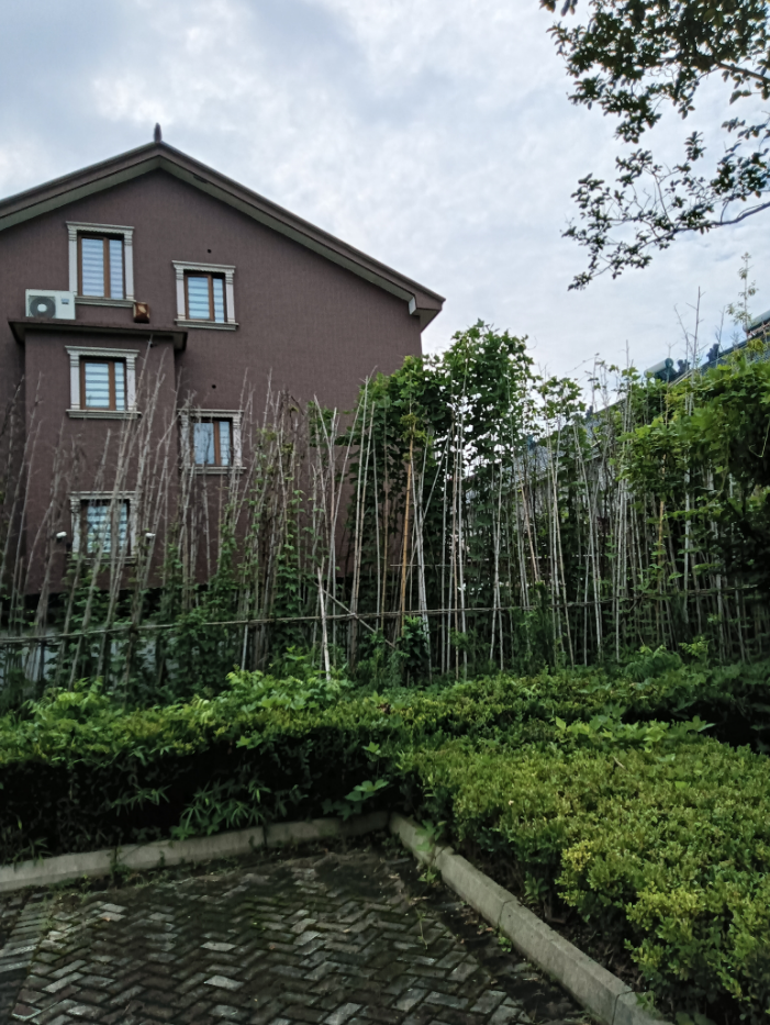 杂草绿藤蔓延